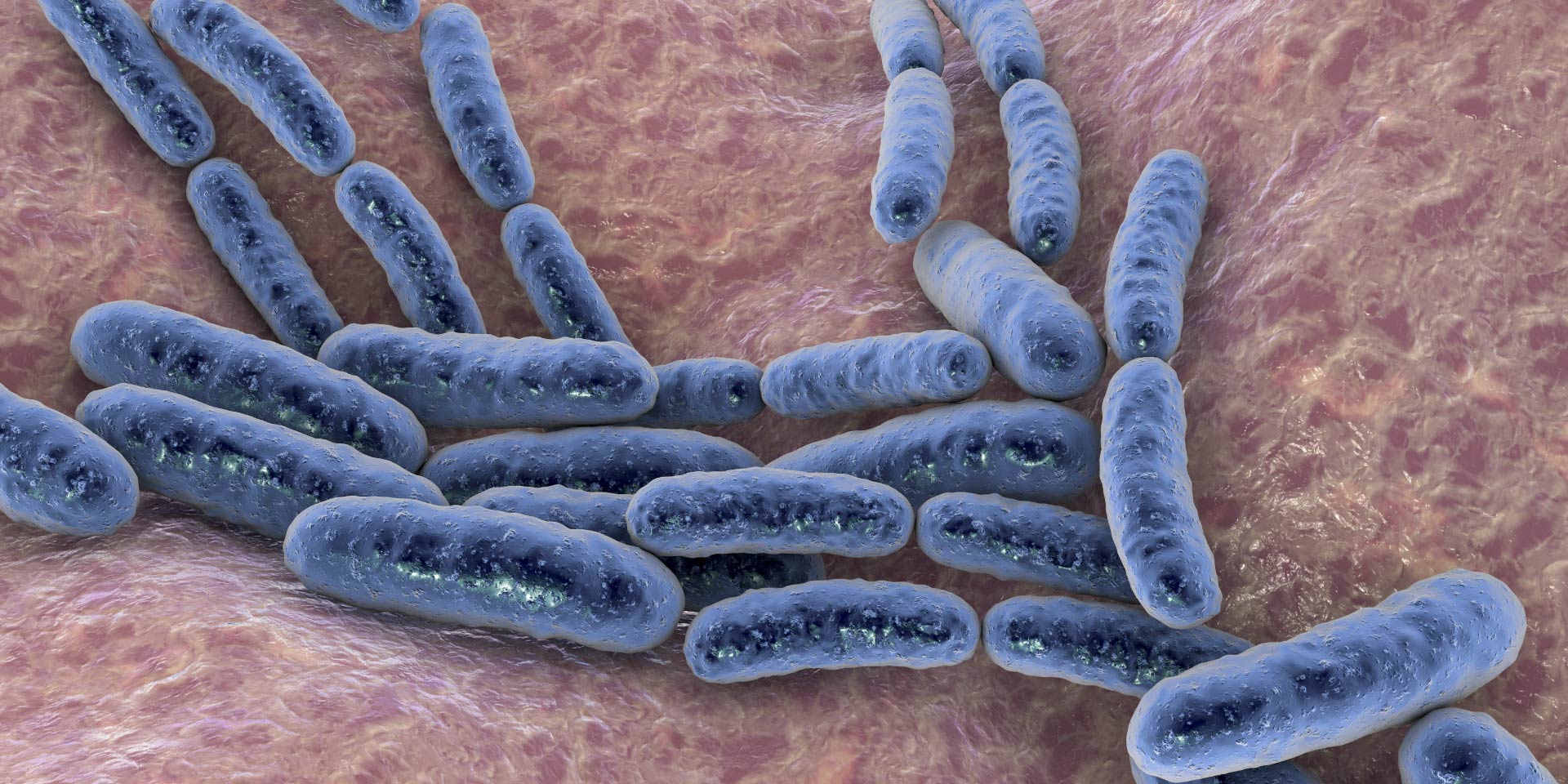 Lactobacillus reuteri ally in the therapy of canine atopic dermatitis