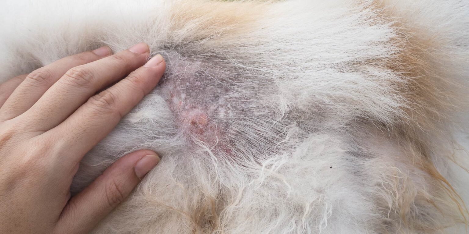 Dermatite atopica canina: alla ricerca di trattamenti efficaci