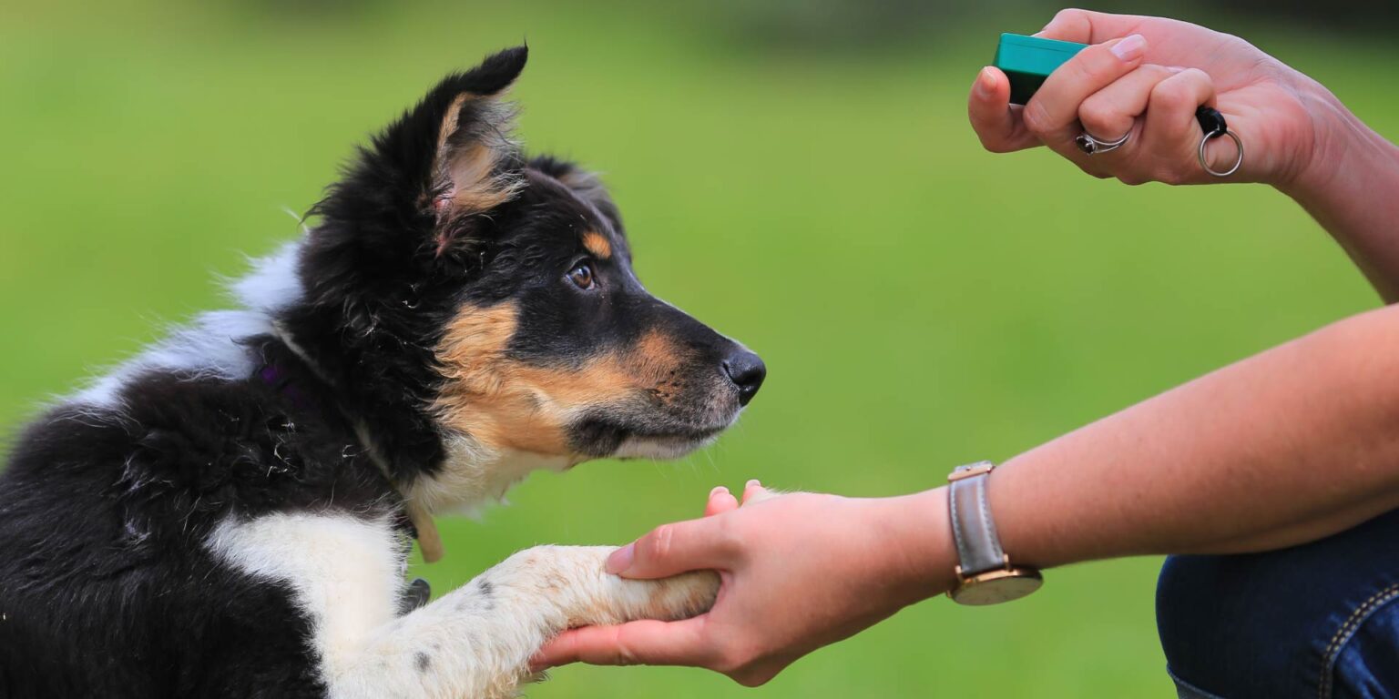 Individuare i migliori cuccioli di cane da assistenza: il ruolo degli allevatori