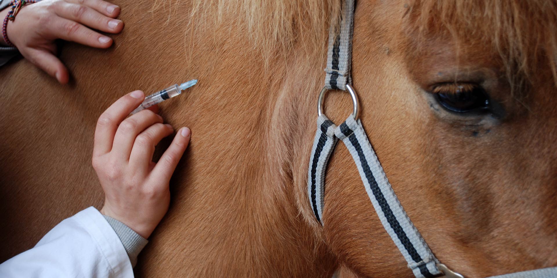 Effetti avversi della somministrazione di antibiotici sulla salute del  cavallo