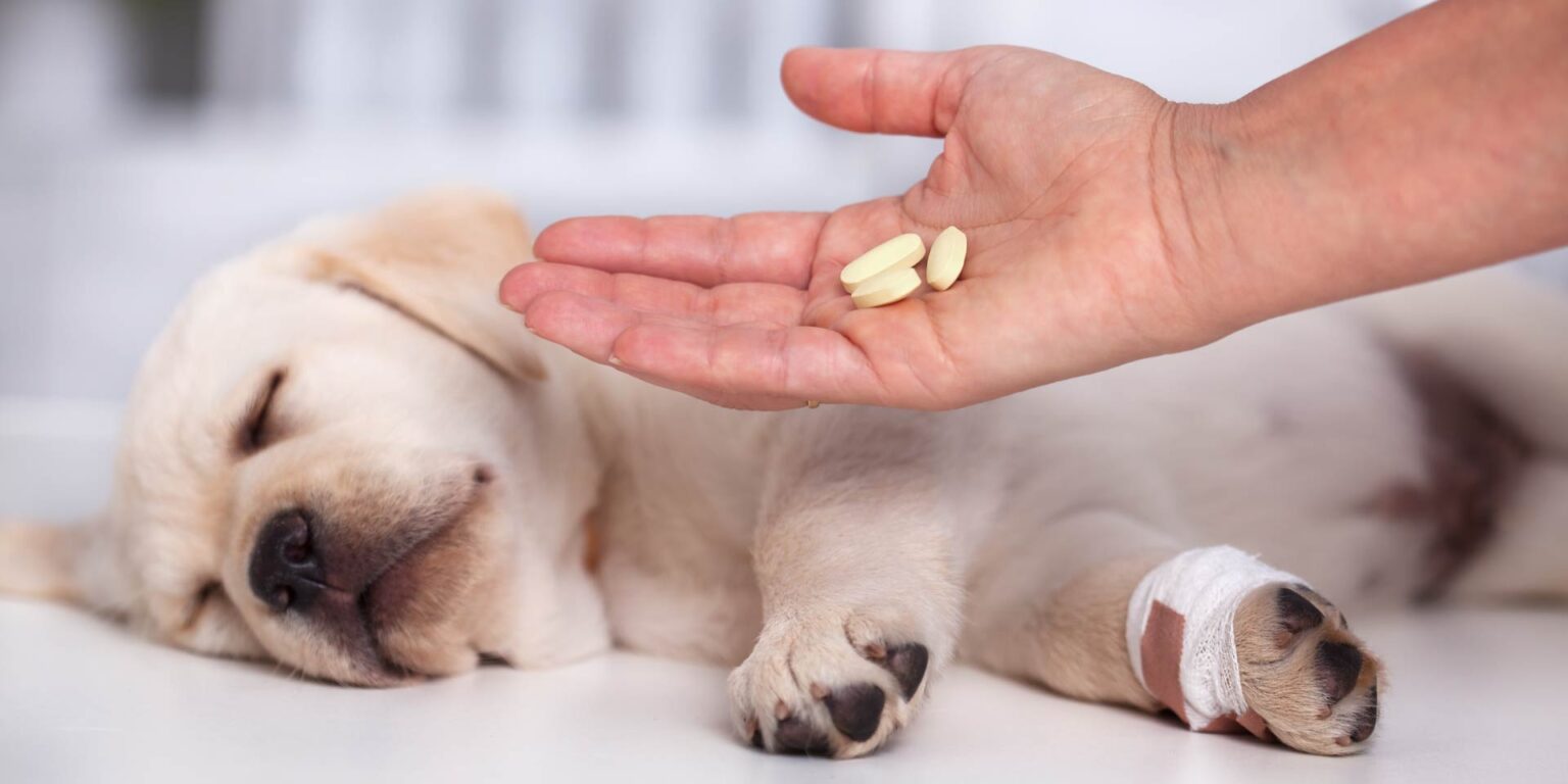 Prescrizione di antibiotici negli animali da compagnia: come orientarsi