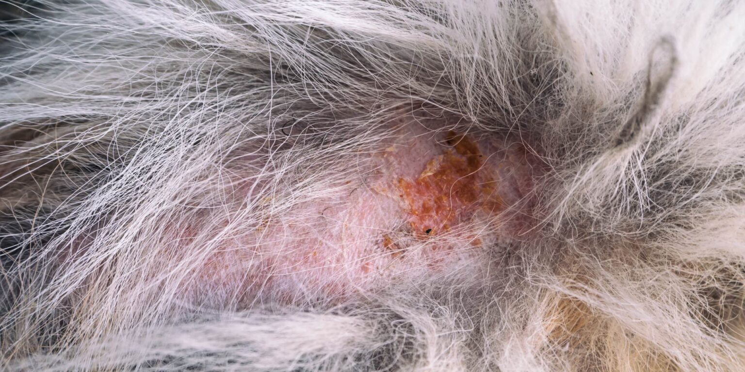 La dermatite atopica aumenta il rischio di convulsioni nel cane