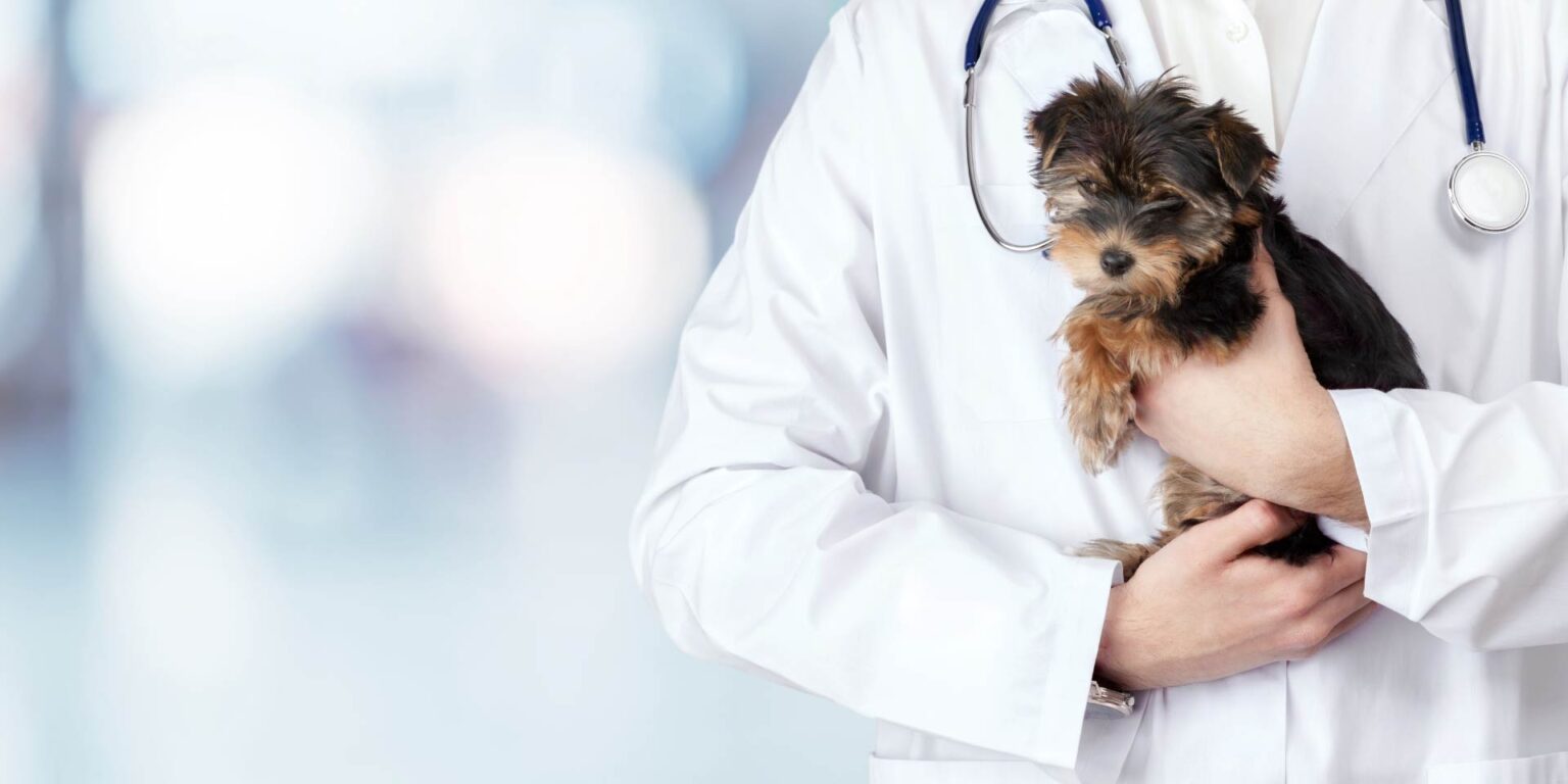 Survey sul rapporto tra veterinario ambulatoriale e dermatologo