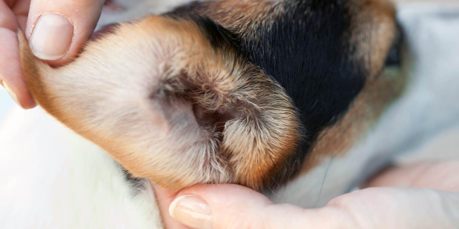 Una soluzione antisettica efficace per l’otite esterna dei cani