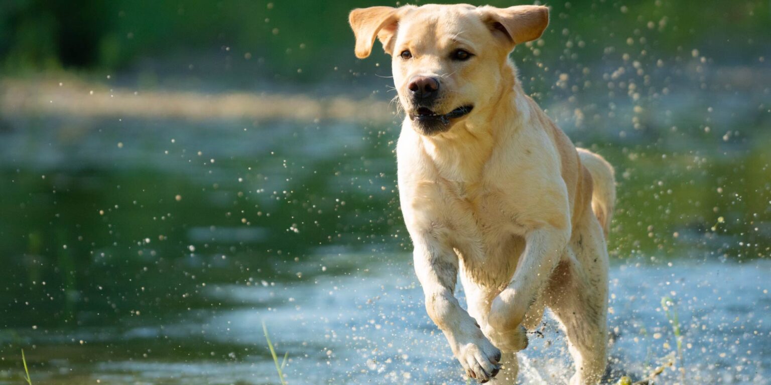 L’integrazione con L-carnitina aiuta l’esercizio nei cani