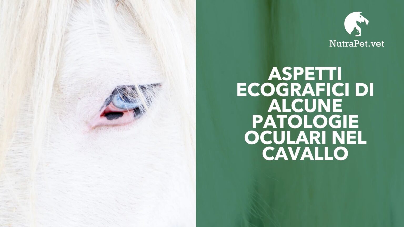 Rodolfo Gialletti – Aspetti ecografici di alcune patologie oculari nel cavallo