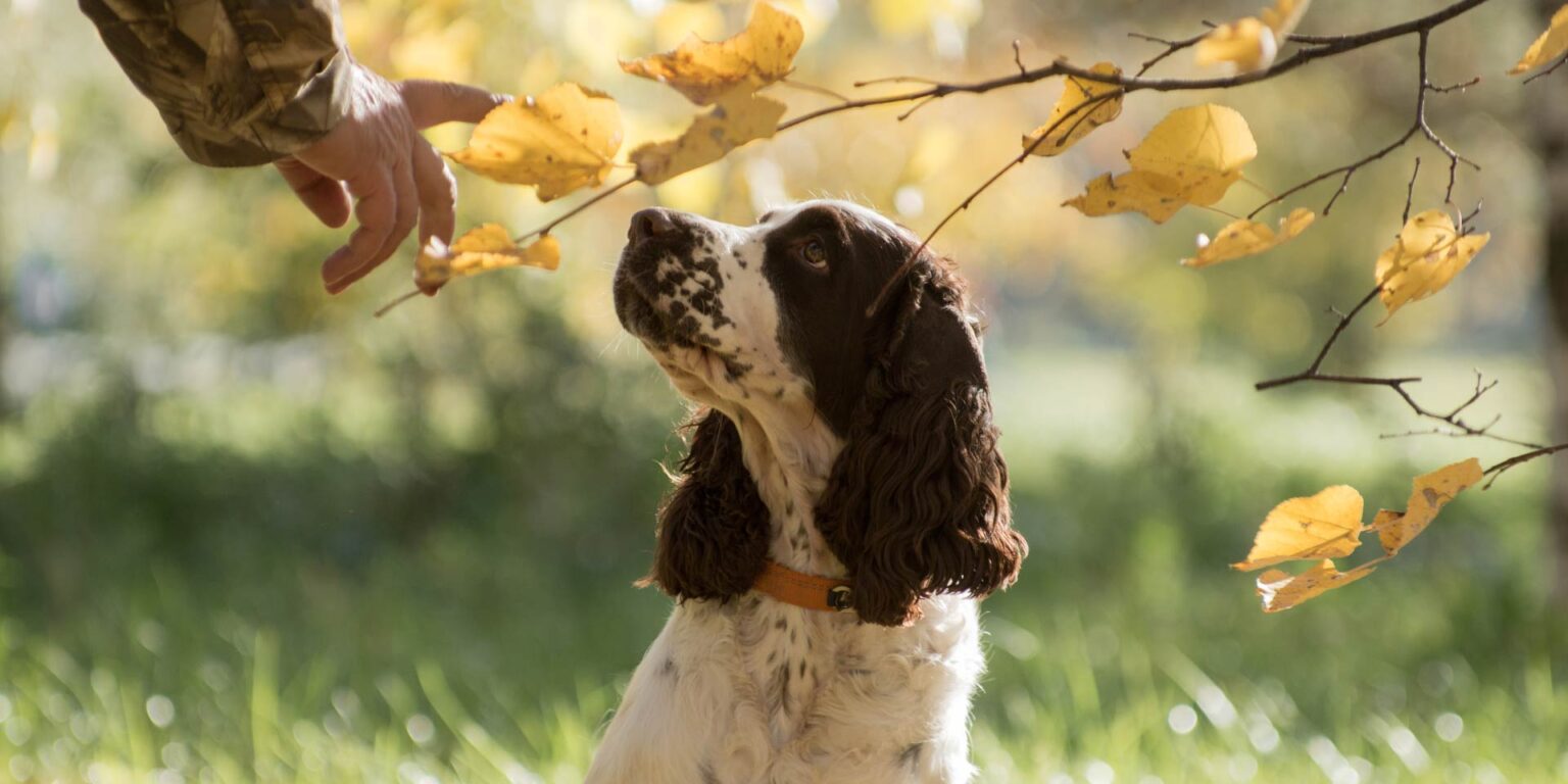 Il rischio sordità nei cani dal lavoro: tre casi emblematici