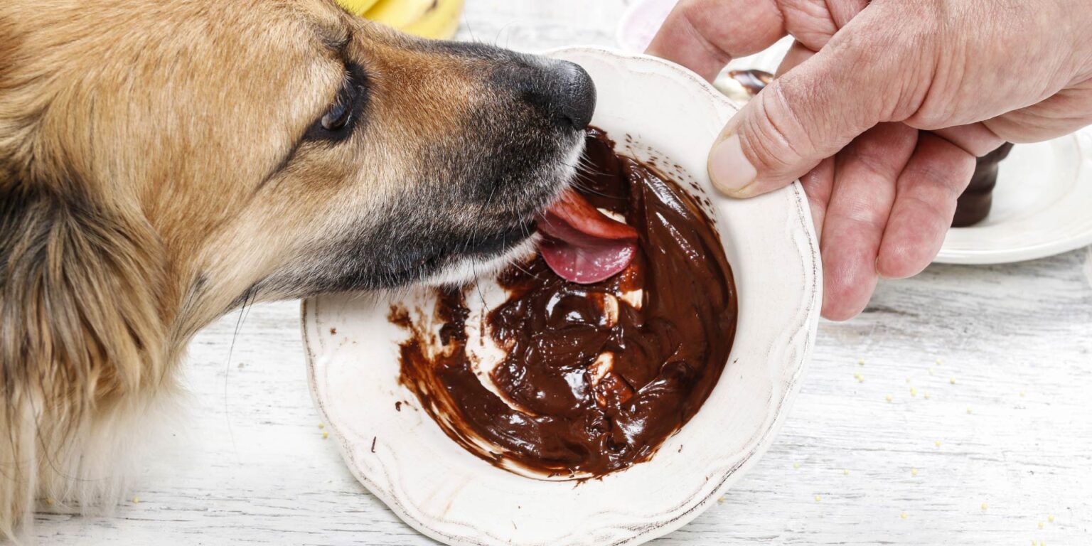 Cioccolata ai cani: a Pasqua aumentano i rischi di intossicazione