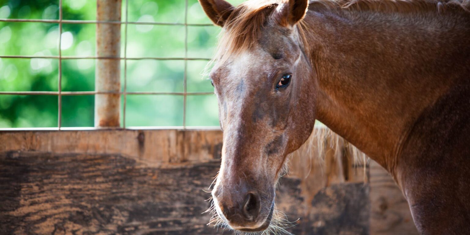 I cambiamenti della risposta immunitaria innata nel cavallo che invecchia