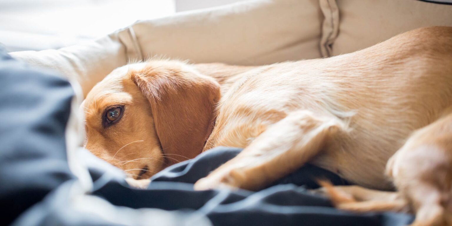 Affidabilità e validità della VAS del dolore quando utilizzata dai proprietari di cani