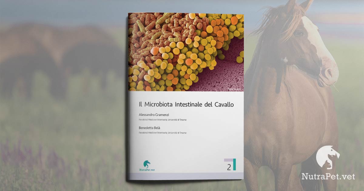 A_Gramenzi_B_Bela_Il-microbiota-intestinale-del-cavallo_social-preview