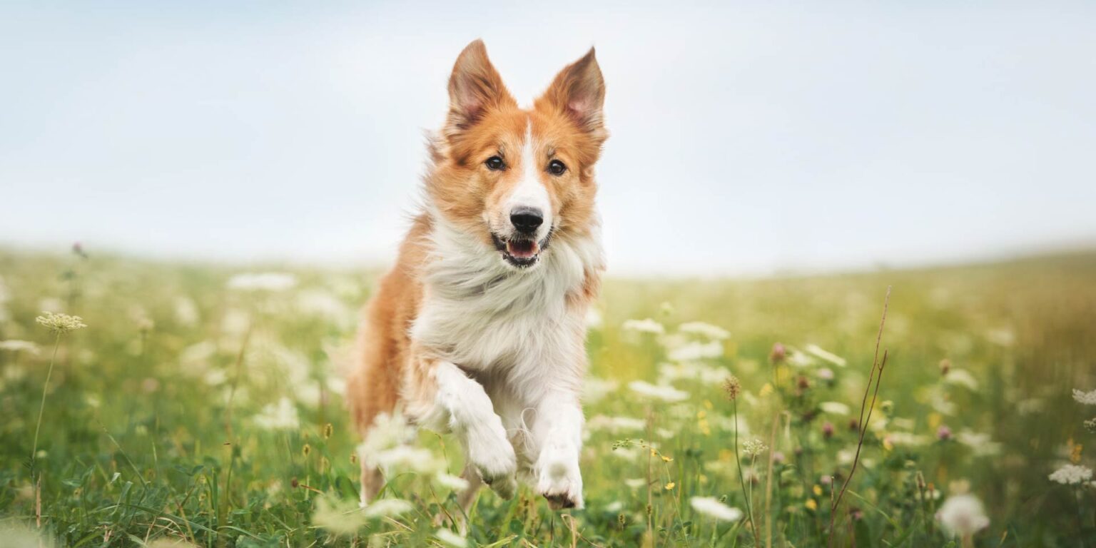 PUFA, stress ossidativo e antiossidanti: effetti sui parametri spermatici dei cani