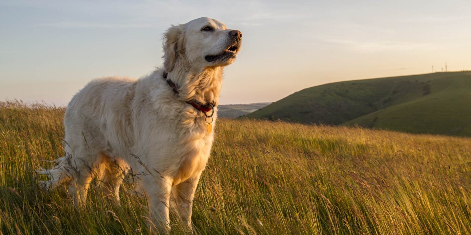 Acidi grassi omega-3 e salute del cane: una review della letteratura