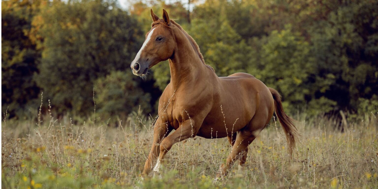 Equini: una dieta ricca in amido altera il microbiota e modifica il comportamento
