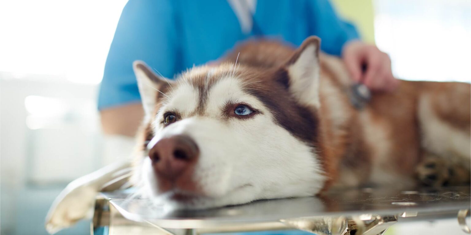 Enteropatie croniche nel cane: utilità di marcatori sierologici