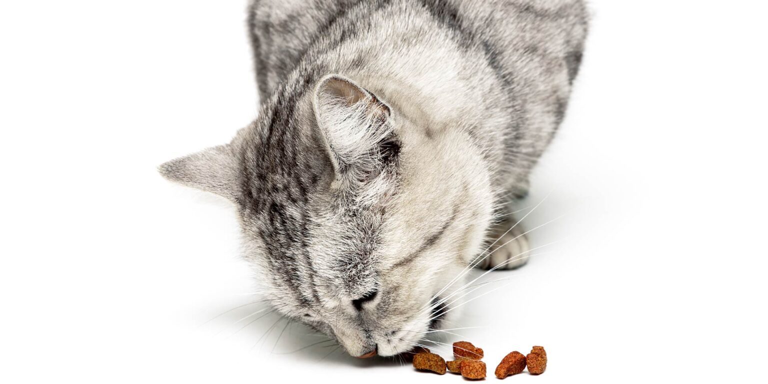 Dieta di eliminazione per la diagnosi di reazioni avverse al cibo nel gatto