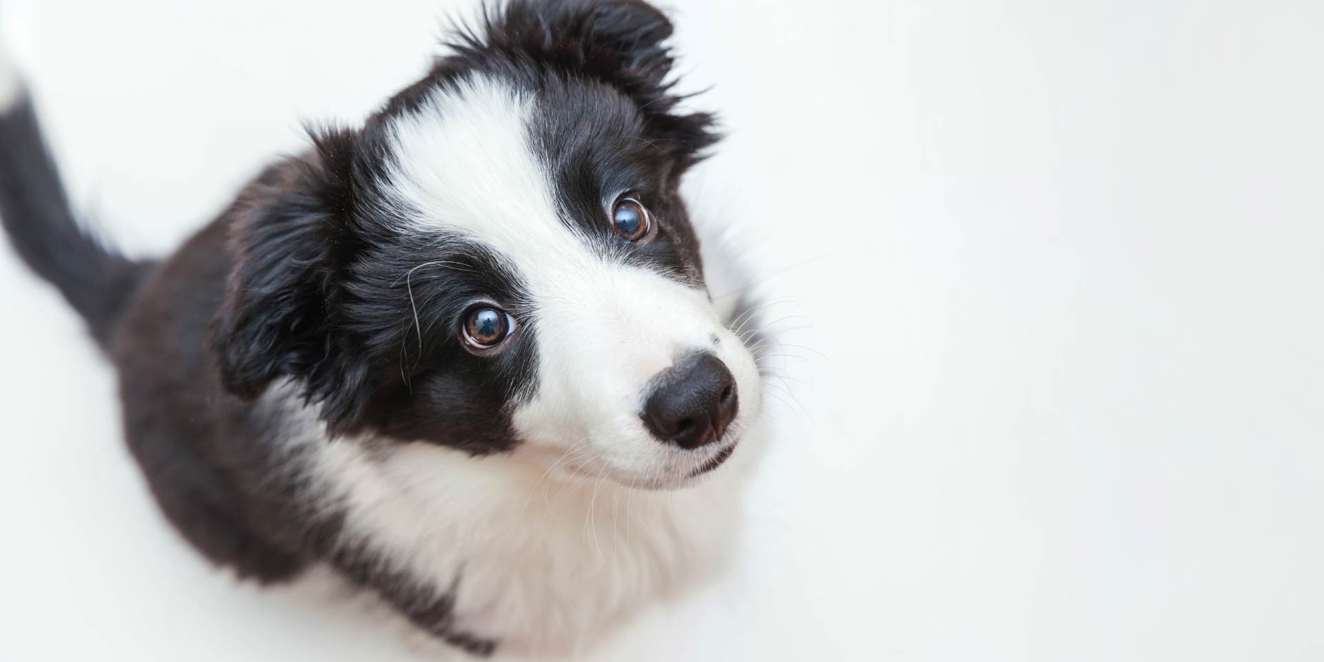 Omeprazolo: nessun beneficio gastroenterico nel cane in terapia con Fans