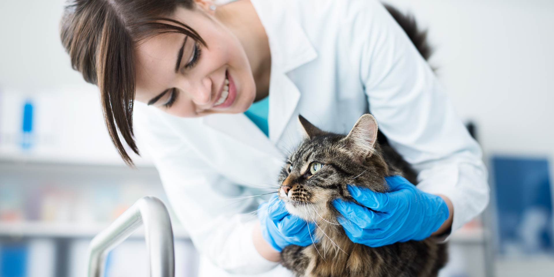 Infezioni chirurgiche: microbiota intestinale del gatto “fonte” di probiotici promettenti
