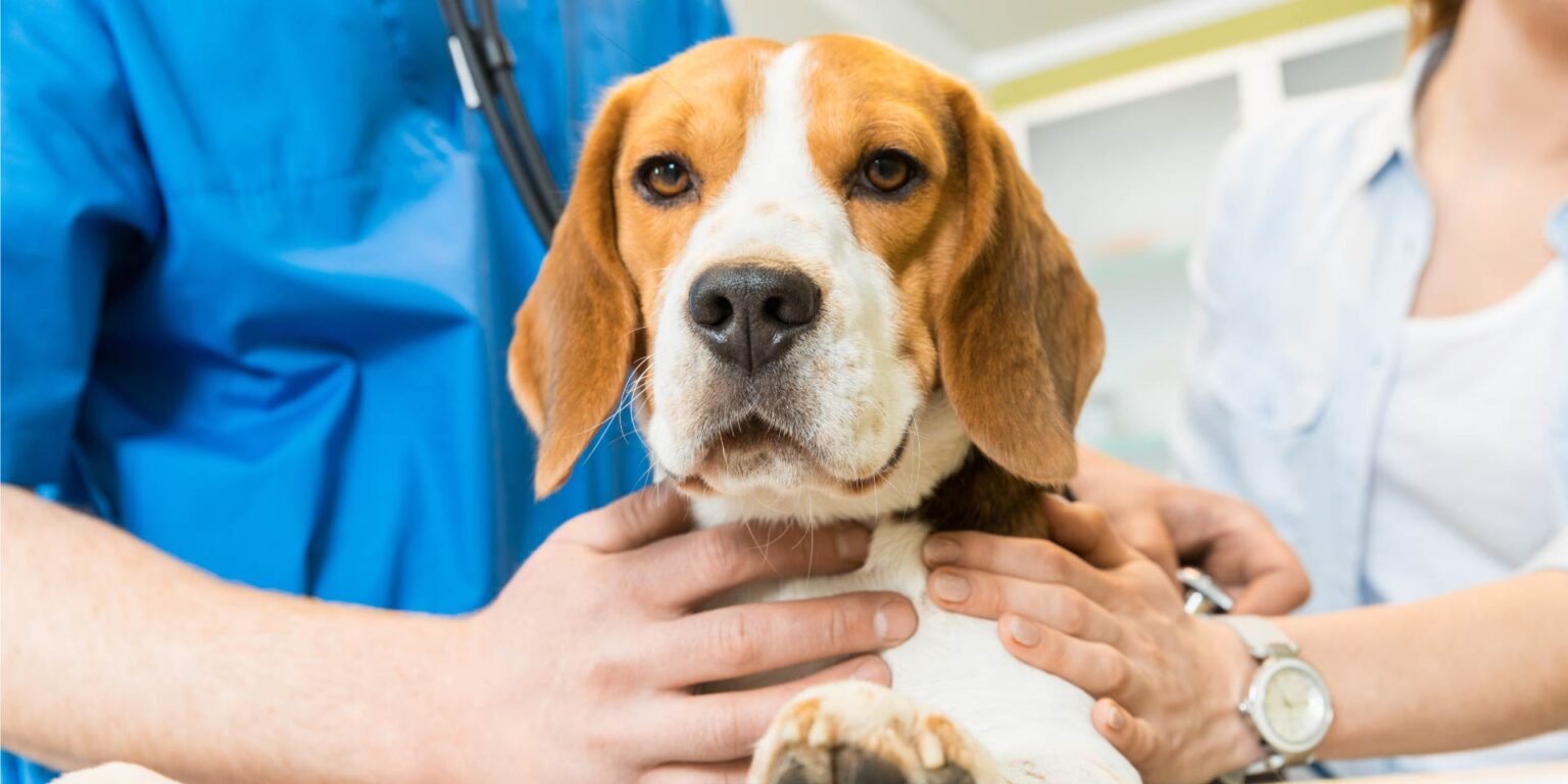 Effetti di antielmintici sul microbiota di cani con e senza giardiasi subclinica e criptosporidiosi