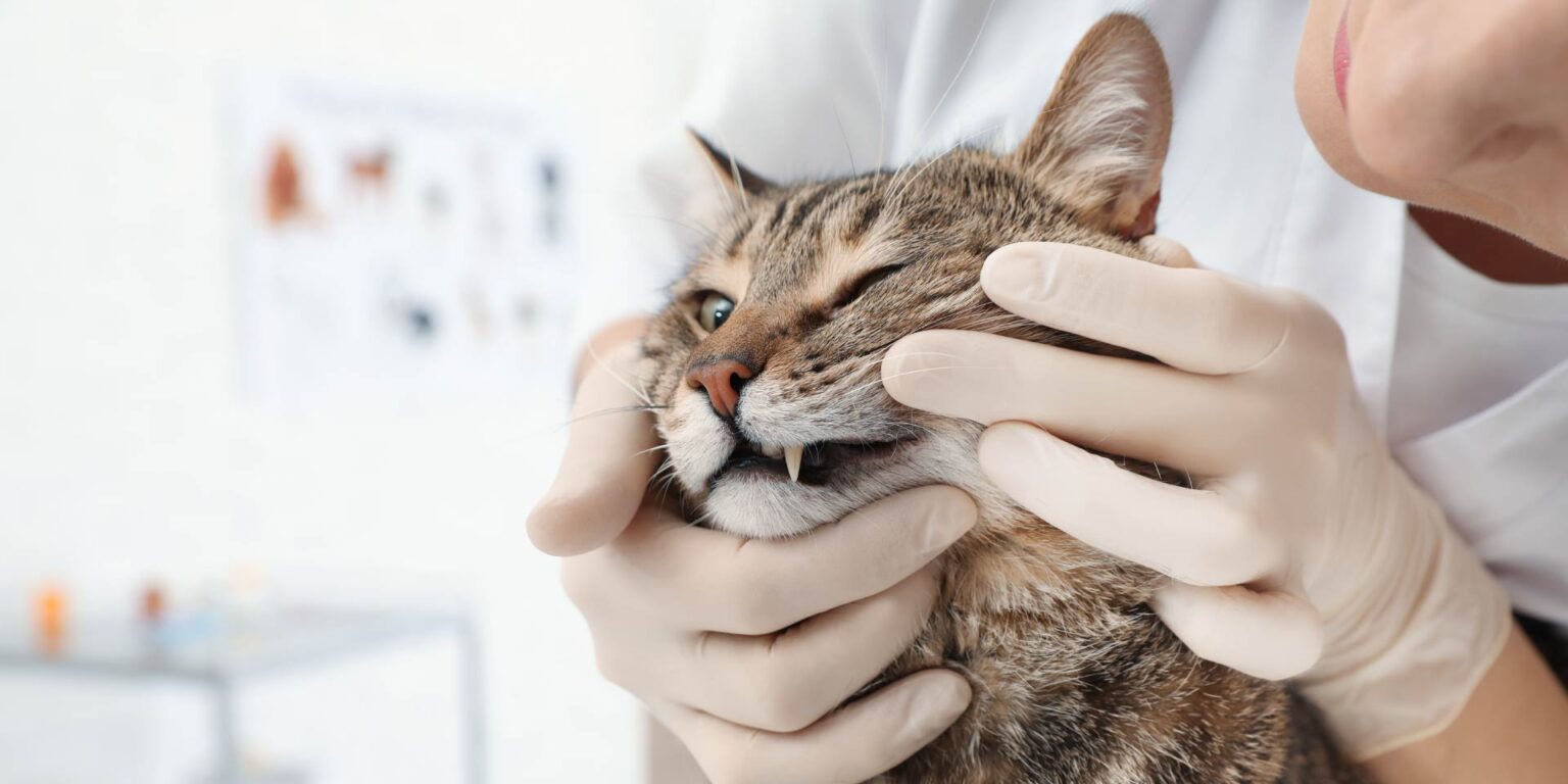 Ruolo del microbiota subgengivale nel gatto con parodontite e gengivostomatite cronica