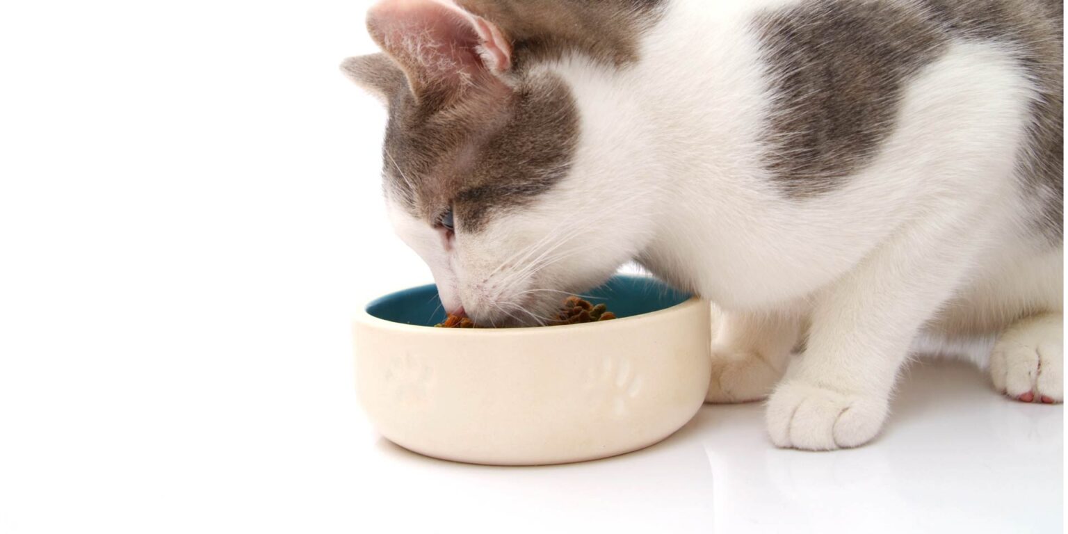 Come gestire l’intake calorico del gatto dopo una dieta dimagrante