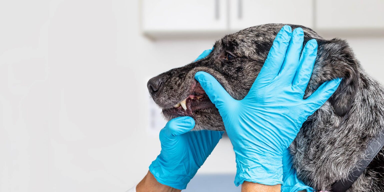 Patologia parodontale del cane: il ruolo di microbioma e micobioma orale