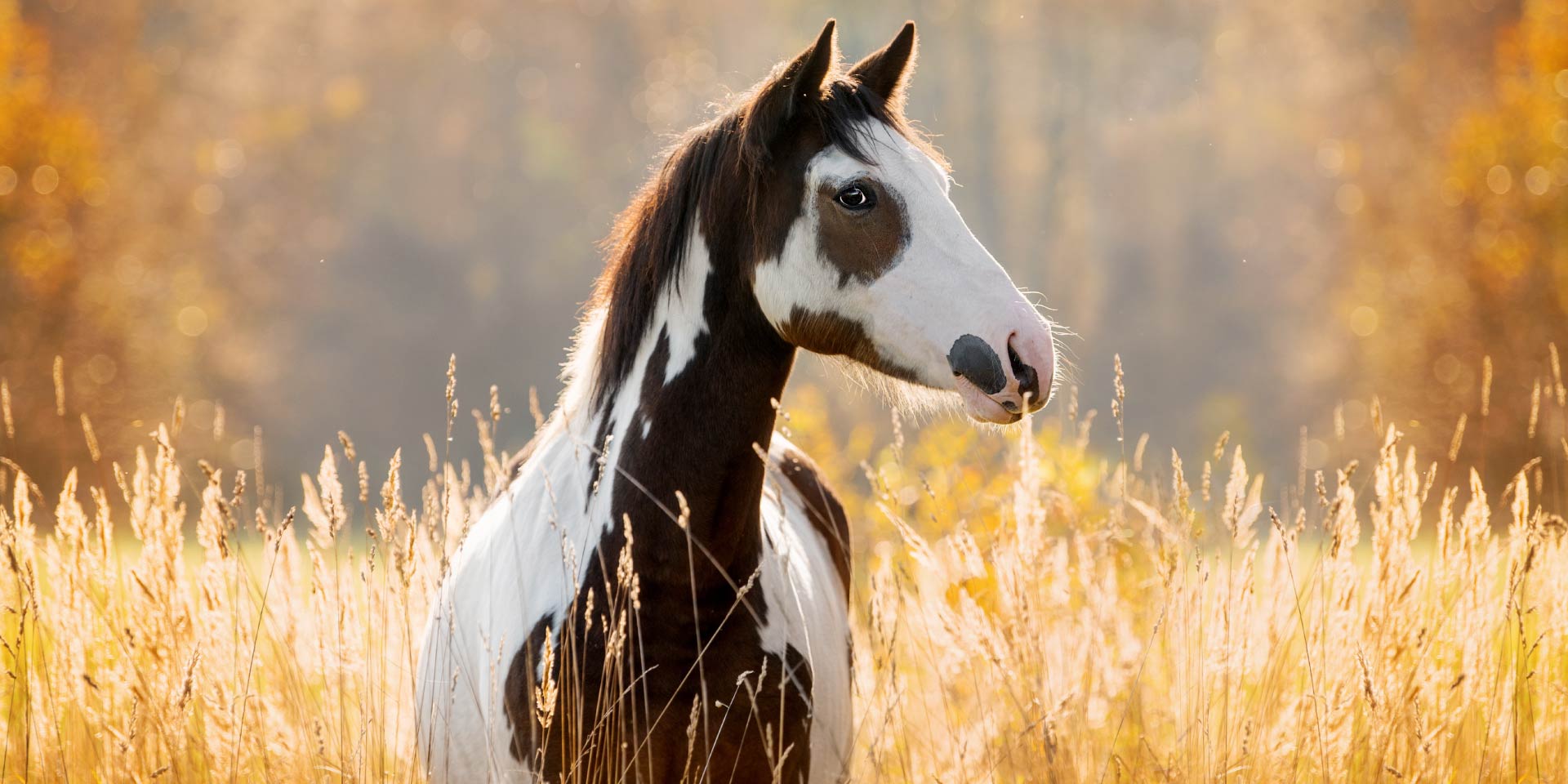 Effetti dello psyllium sulle coliche sabbiose nel cavallo
