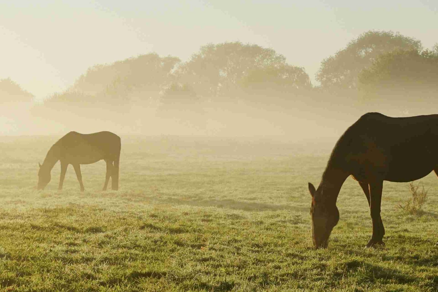 Interazioni dinamiche tra dieta e microbiota intestinale nel cavallo