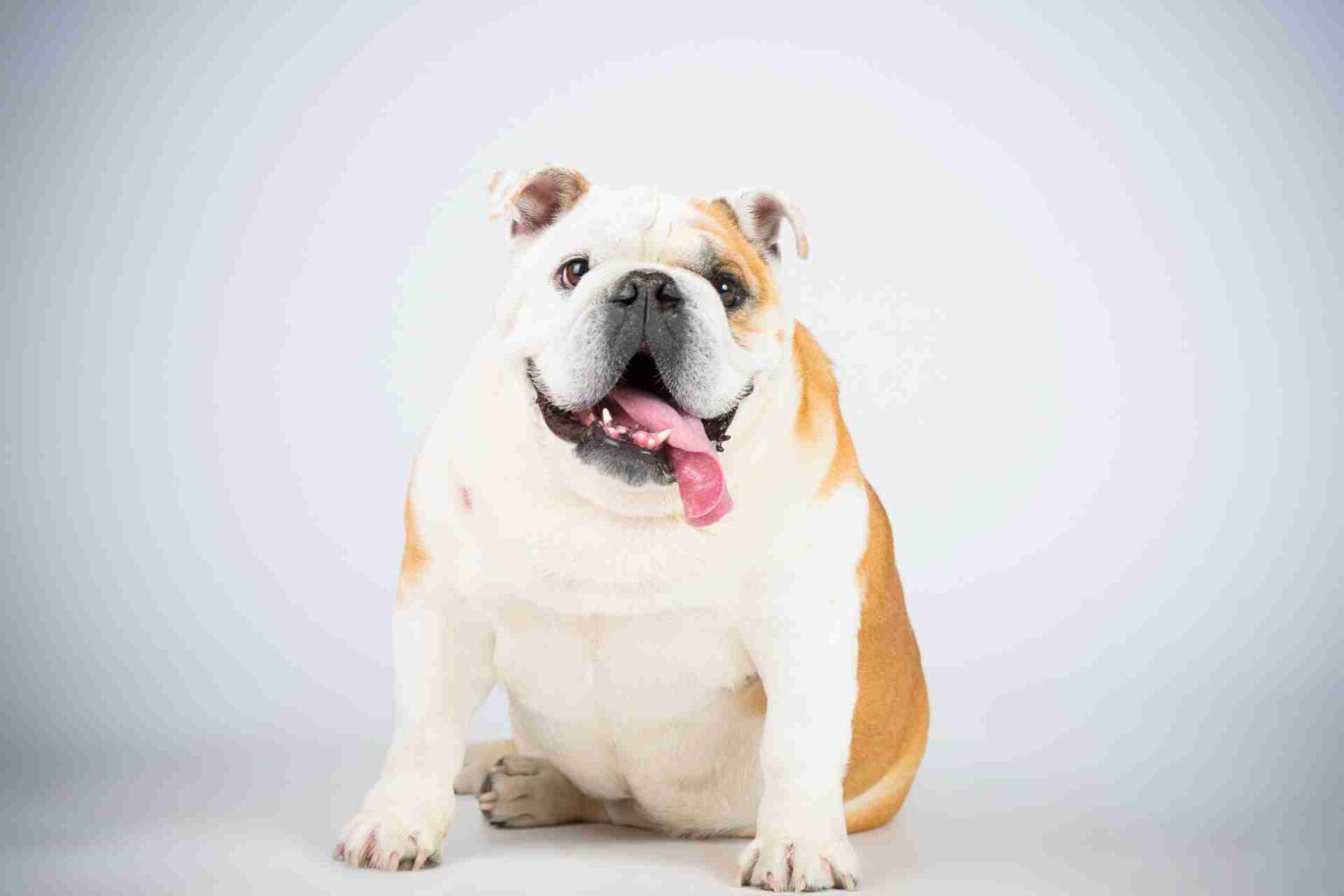 Effetti del sovrappeso sulla salute dei cani
