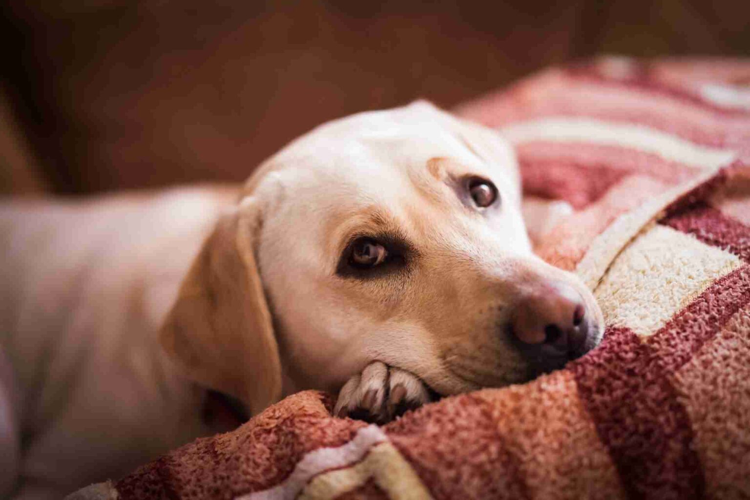 L’indice di disbiosi nel cane con enteropatia cronica