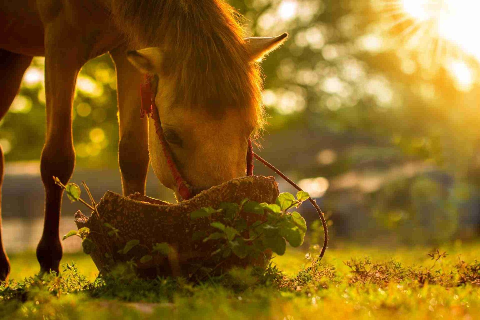 Effetti del biochar sulla salute intestinale dei cavalli