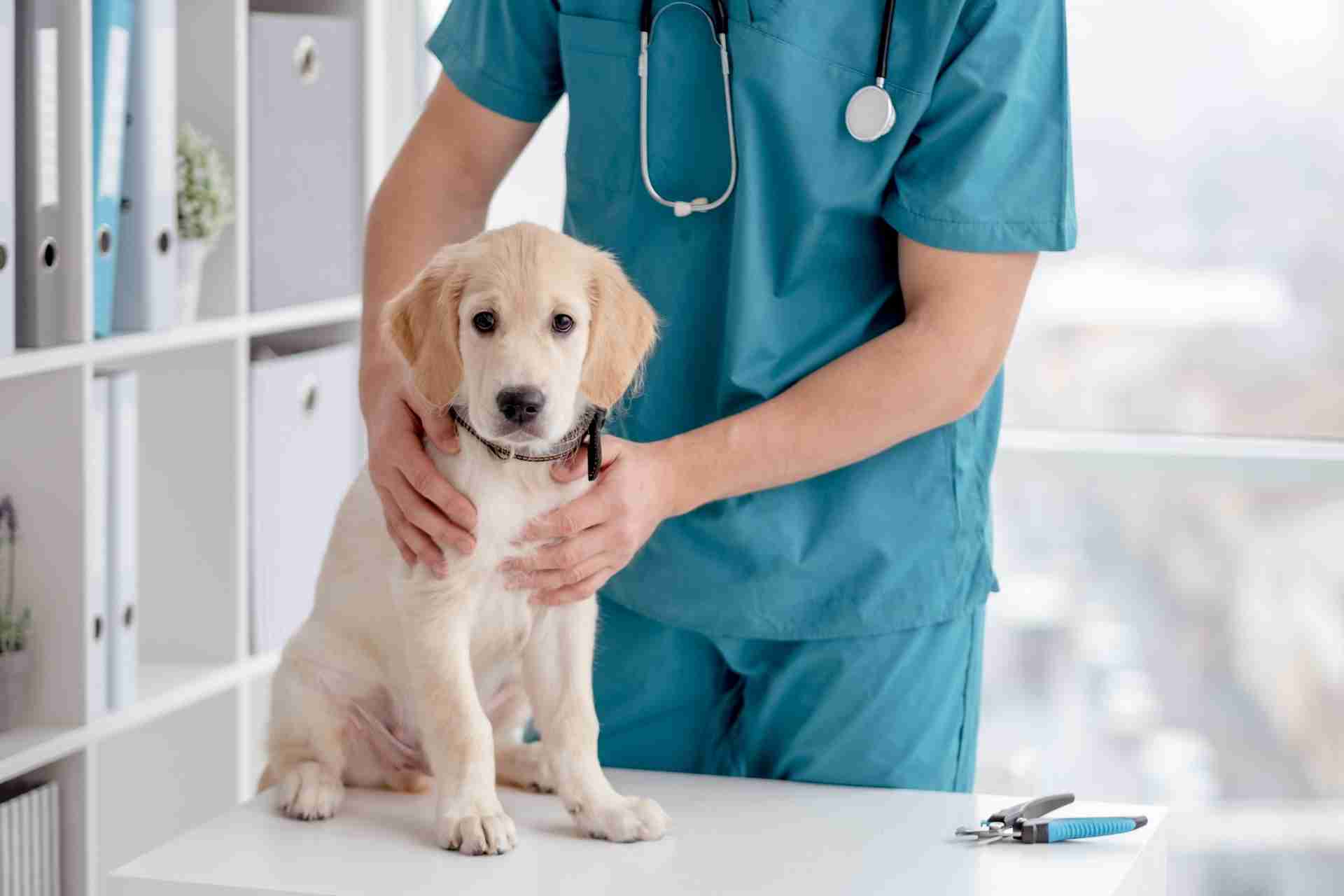L’urobioma e il micobioma urinario del cane sano