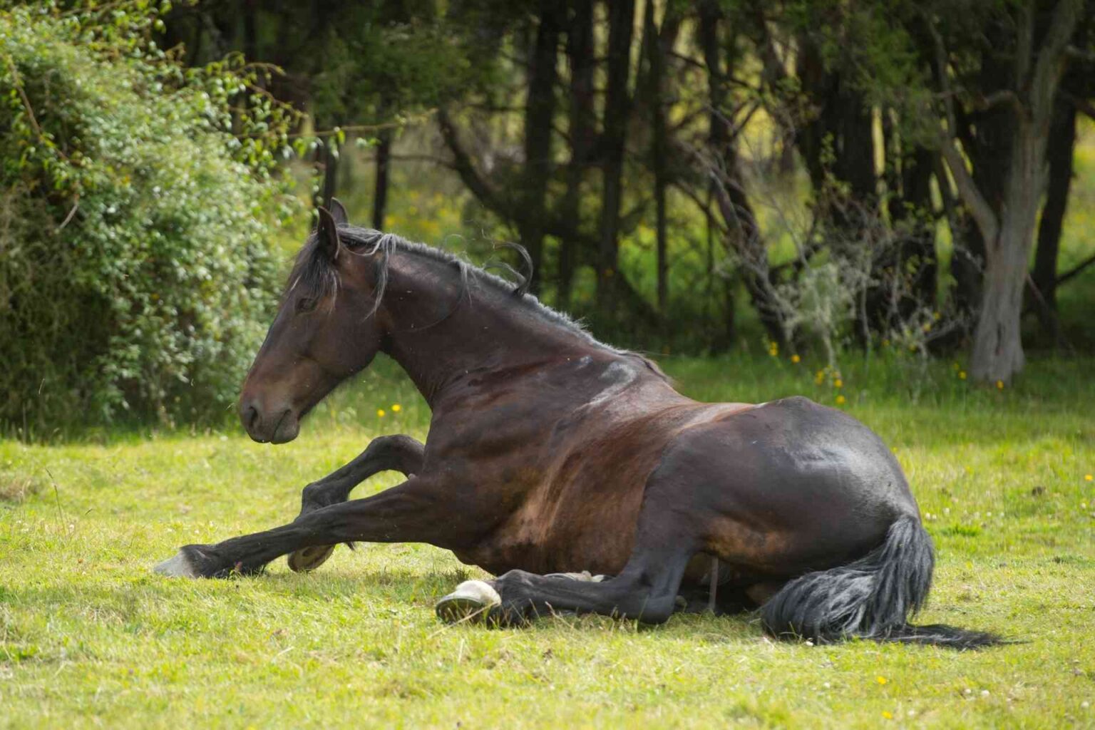 La valutazione a lungo termine del microbiota nel cavallo sano