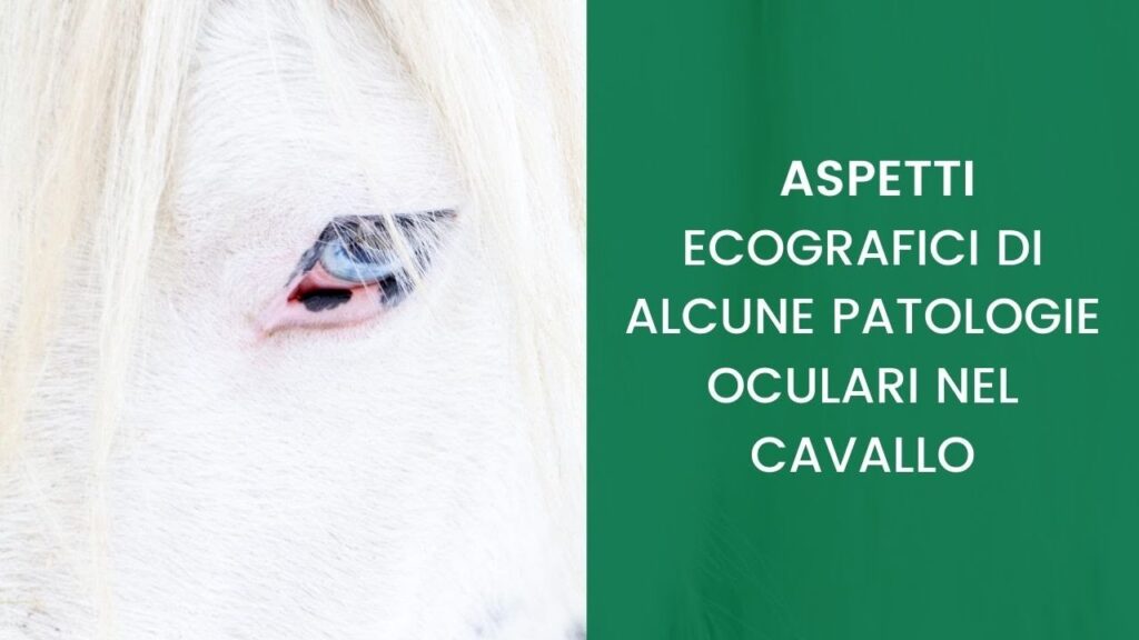 Aspetti ecografici di alcune patologie oculari nel cavallo