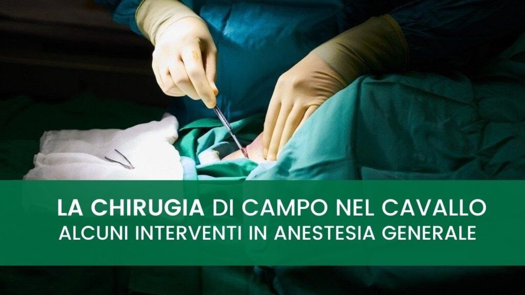 Academy - La chirugia di campo nel cavallo interventi in anestesia generale