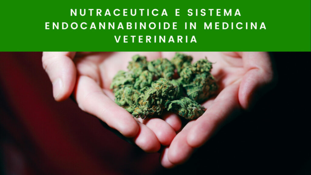 Nutraceutica e sistema endocannabinoide in Medicina Veterinaria