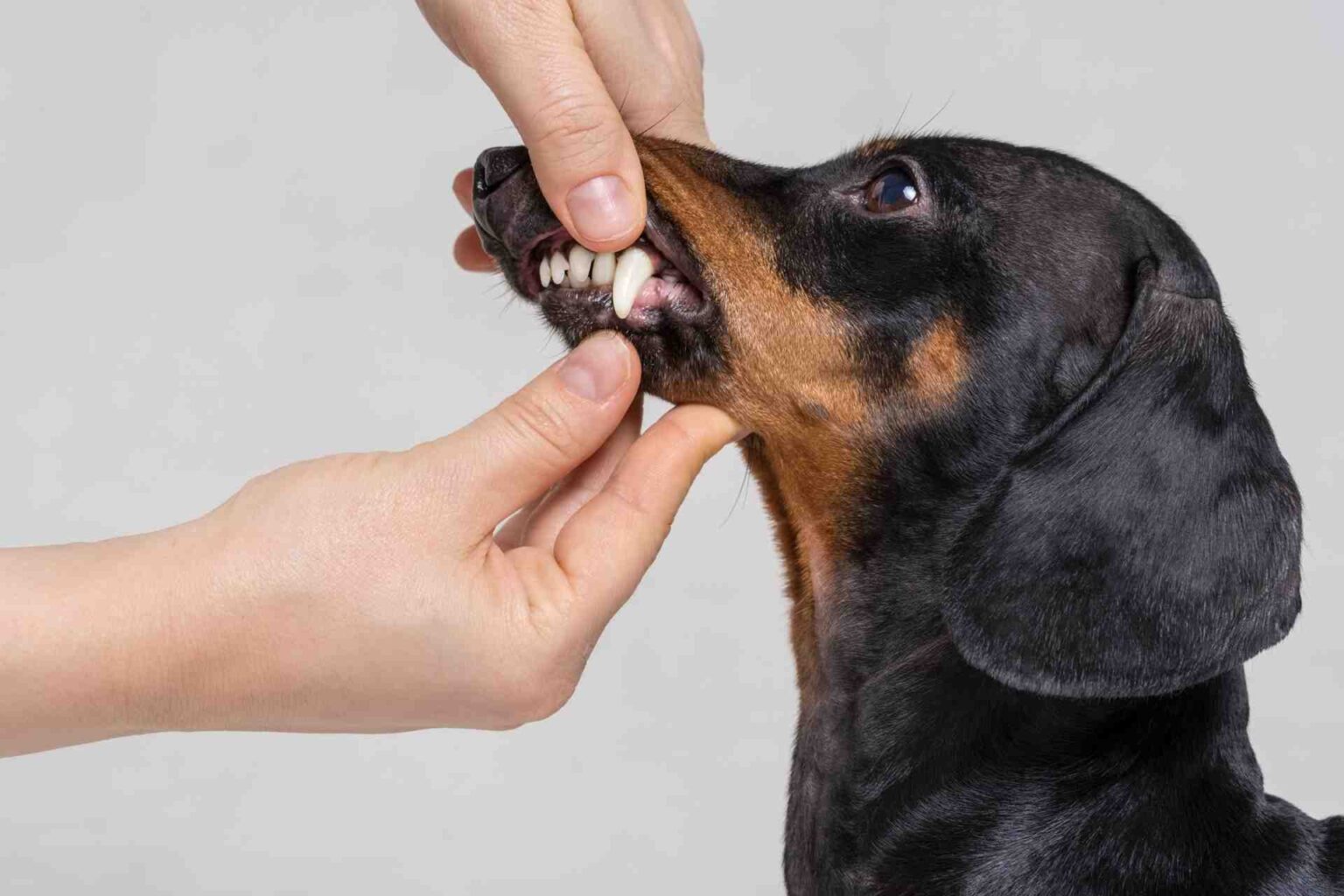 Effetti a distanza delle infezioni parodontali nei cani
