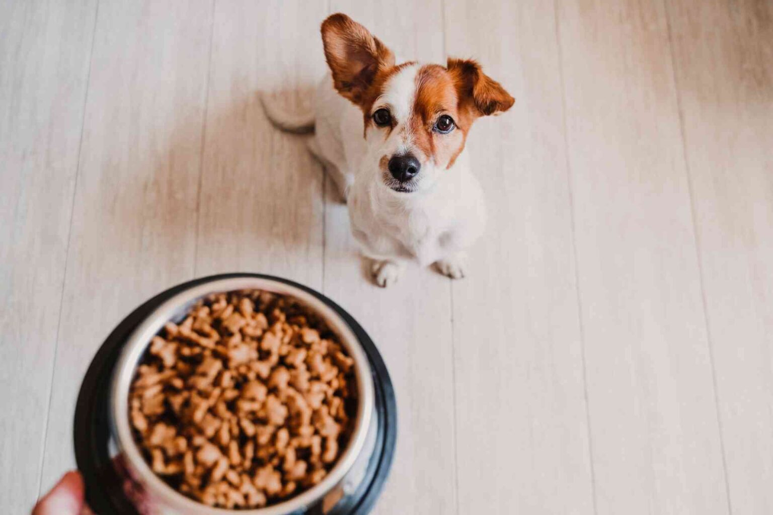 Malattia renale cronica e alimentazione in cani e gatti