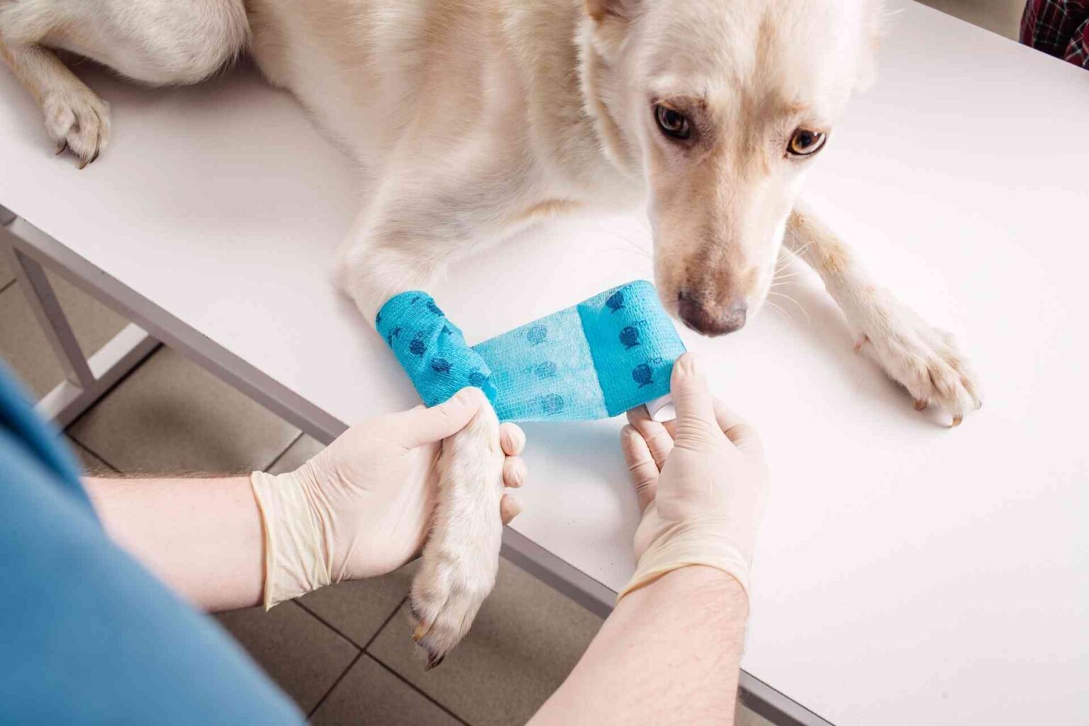 Valutare e trattare le ferite in ambito veterinario