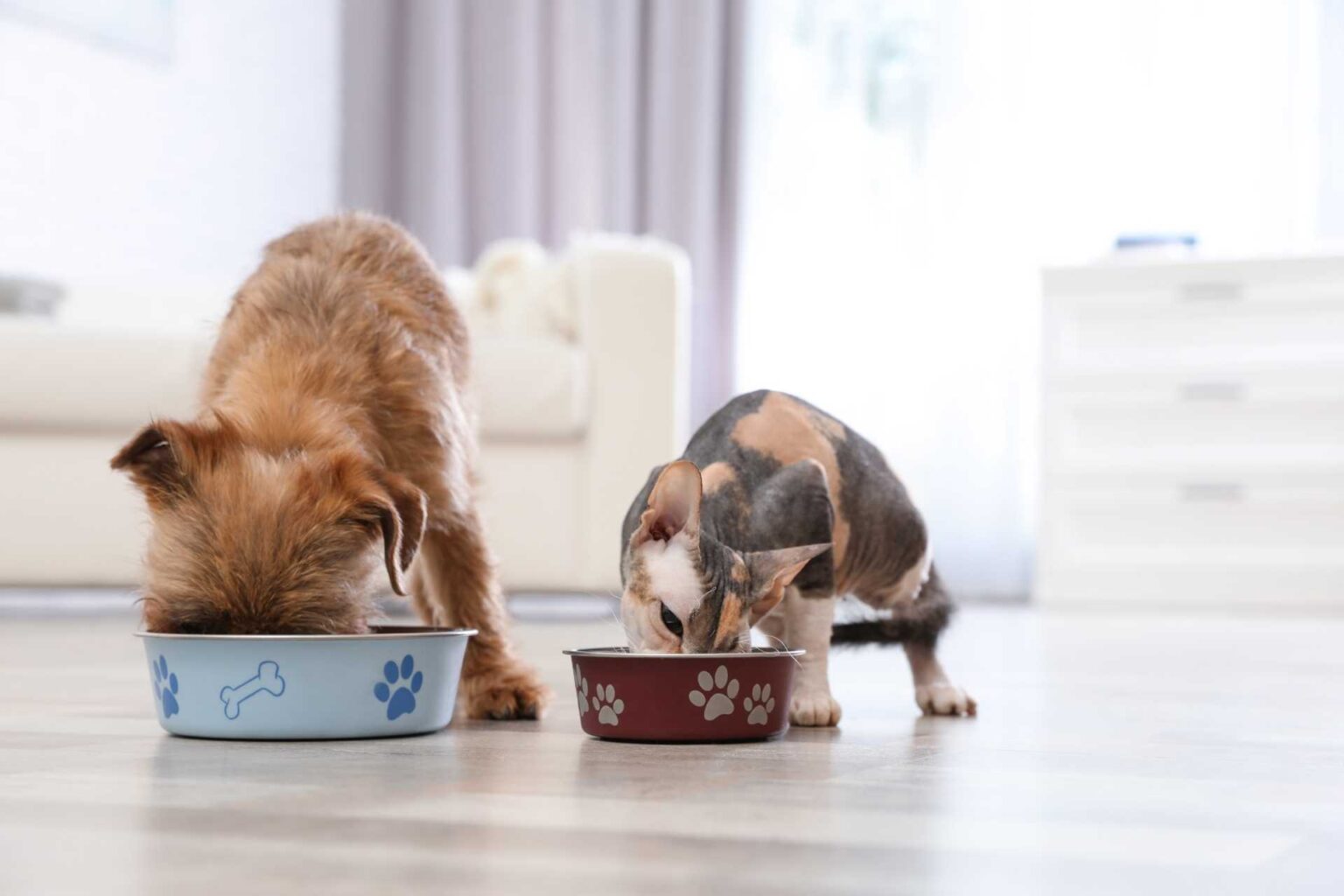Un piano nutrizionale personalizzato per le malattie gastrointestinali di cani e gatti