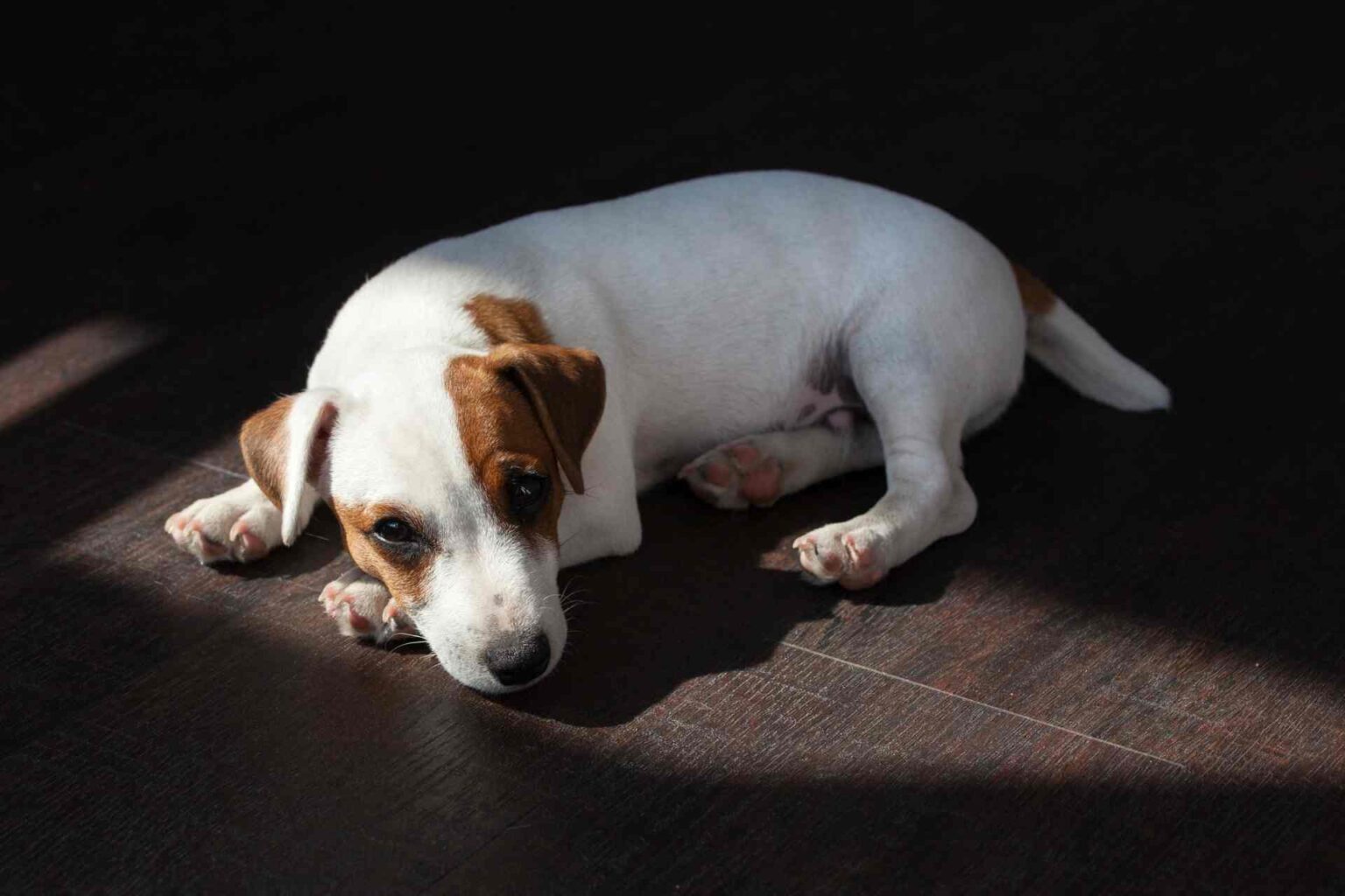 Infiammazioni croniche intestinali nei cani: come incide il trattamento