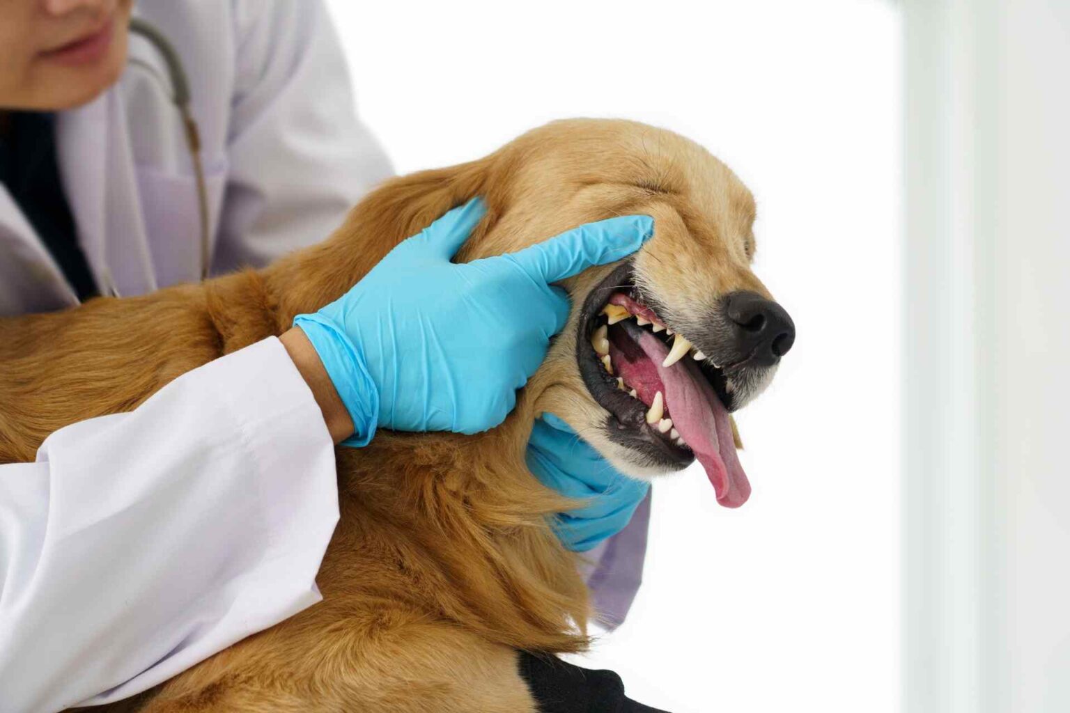 Come cambia il microbioma orale nei cani con malattia parodontale