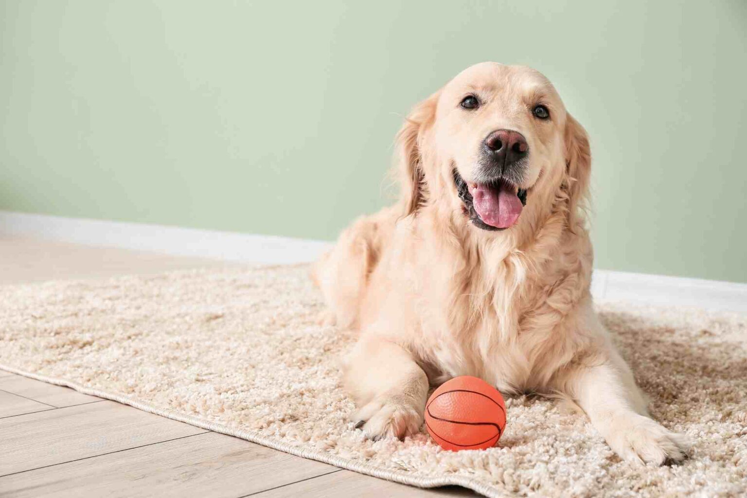 Salute intestinale dei cani: prebiotici contro infiammazioni e infezioni croniche