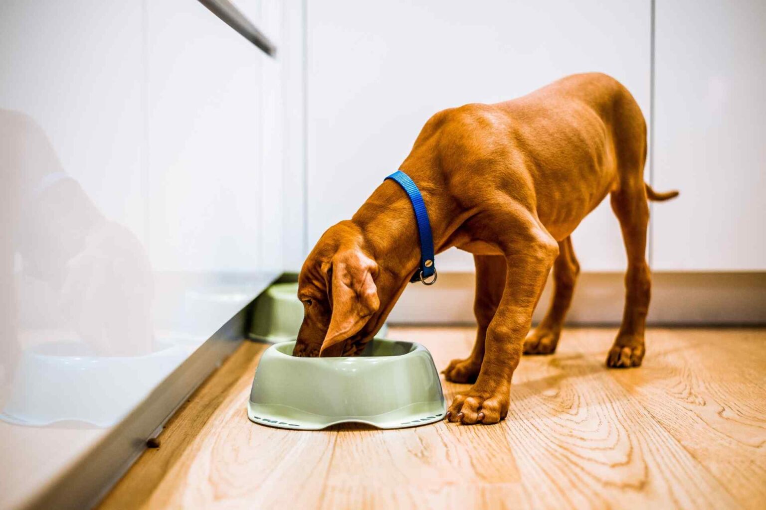 29_07_2022 - Passare da una dieta estrusa a mildly cooked gli effetti sul microbiota intestinale canino