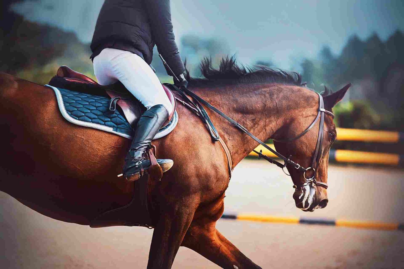 Alterazioni delle funzioni immunitarie dovute allo stress da corsa nei cavalli purosangue