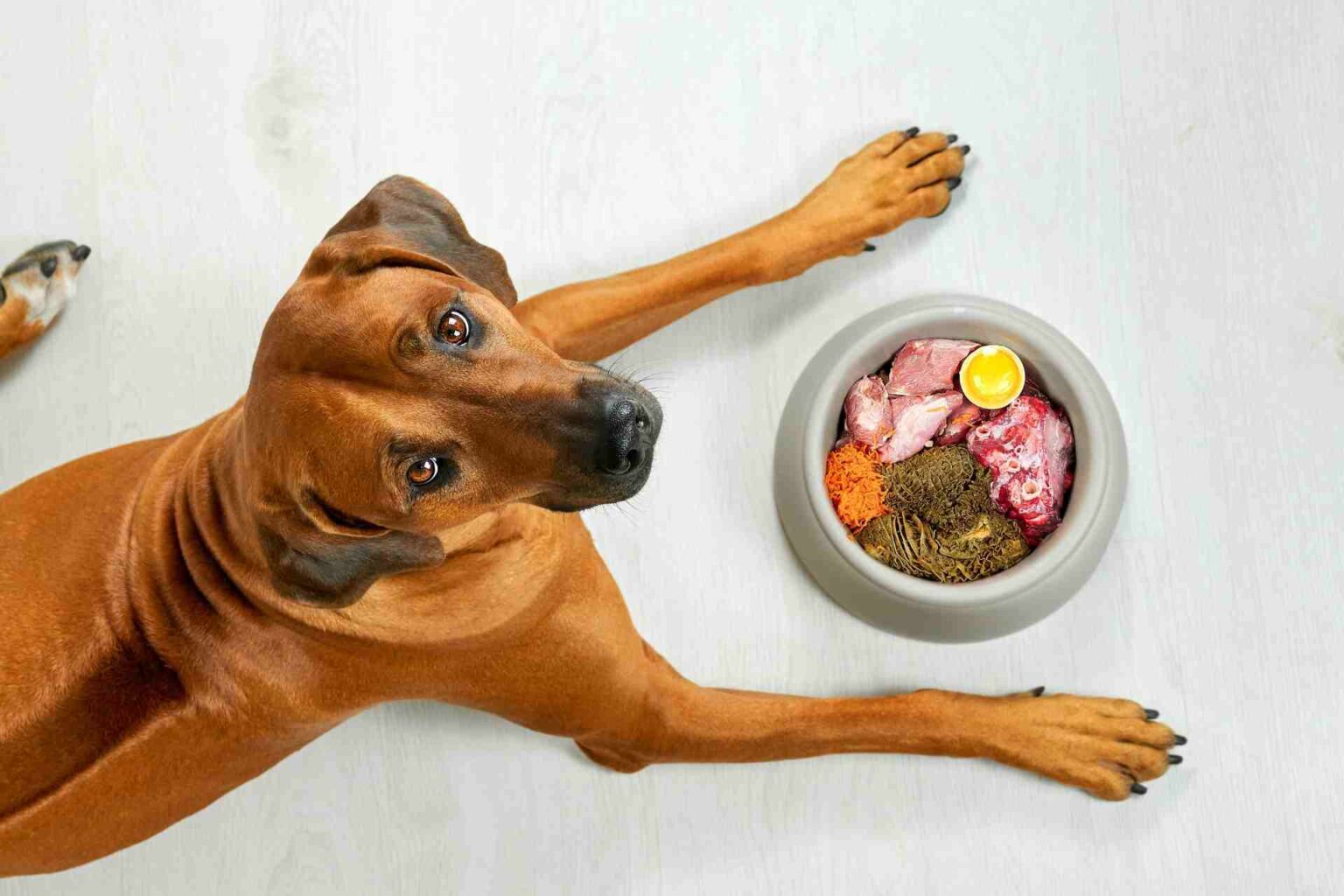 Rischio infezione da <i>Escherichia coli</i> multiresistente in cani alimentati con carne cruda