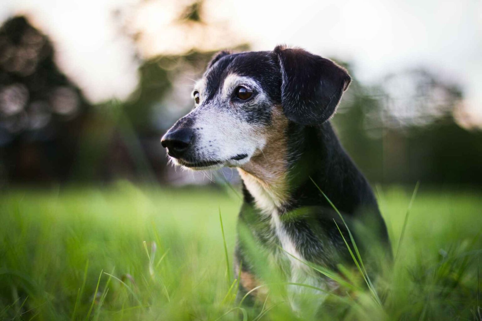 Effetti delle dieta specifiche sulla salute dei cani con malattia renale cronica