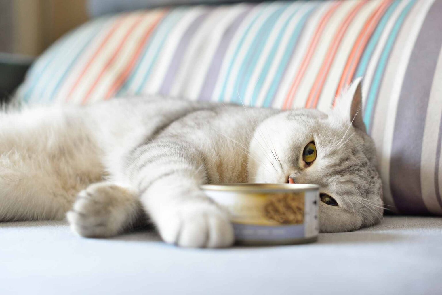 14_10_22_Effetto della composizione del cibo sulle preferenze alimentari dei gatti