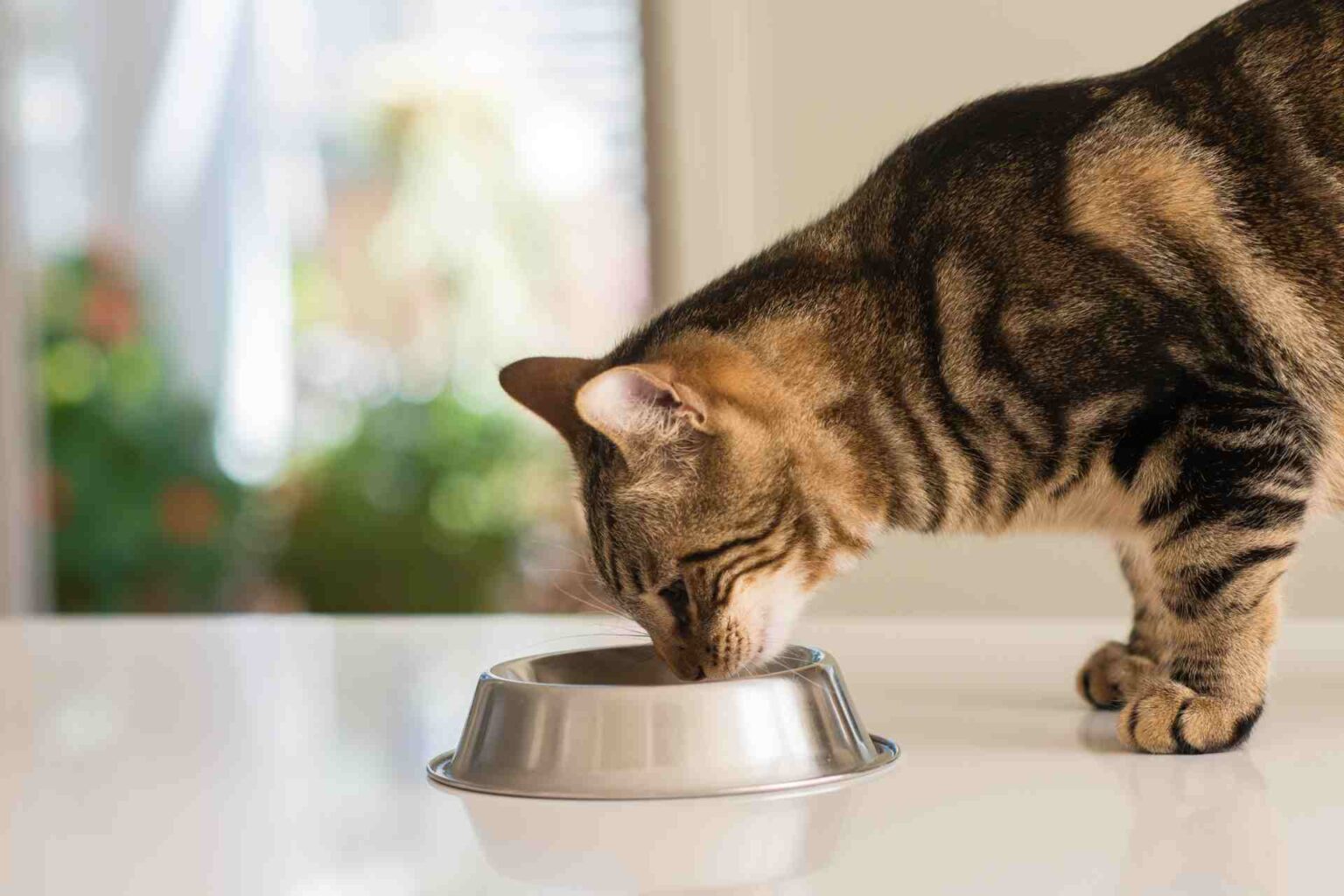 18_11_2022_Marcatori metabolici e microbiota intestinale nei gatti il ruolo della dieta