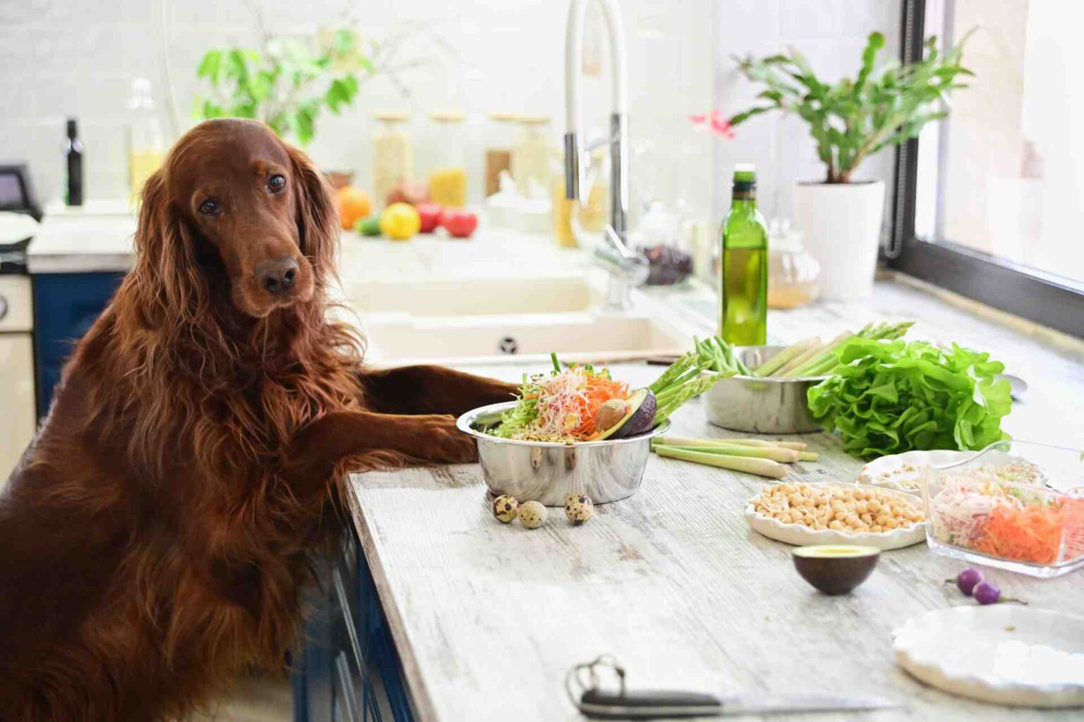 06_12_2022_Vantaggi della dieta “homemade” nel cane con problemi gastrointestinali